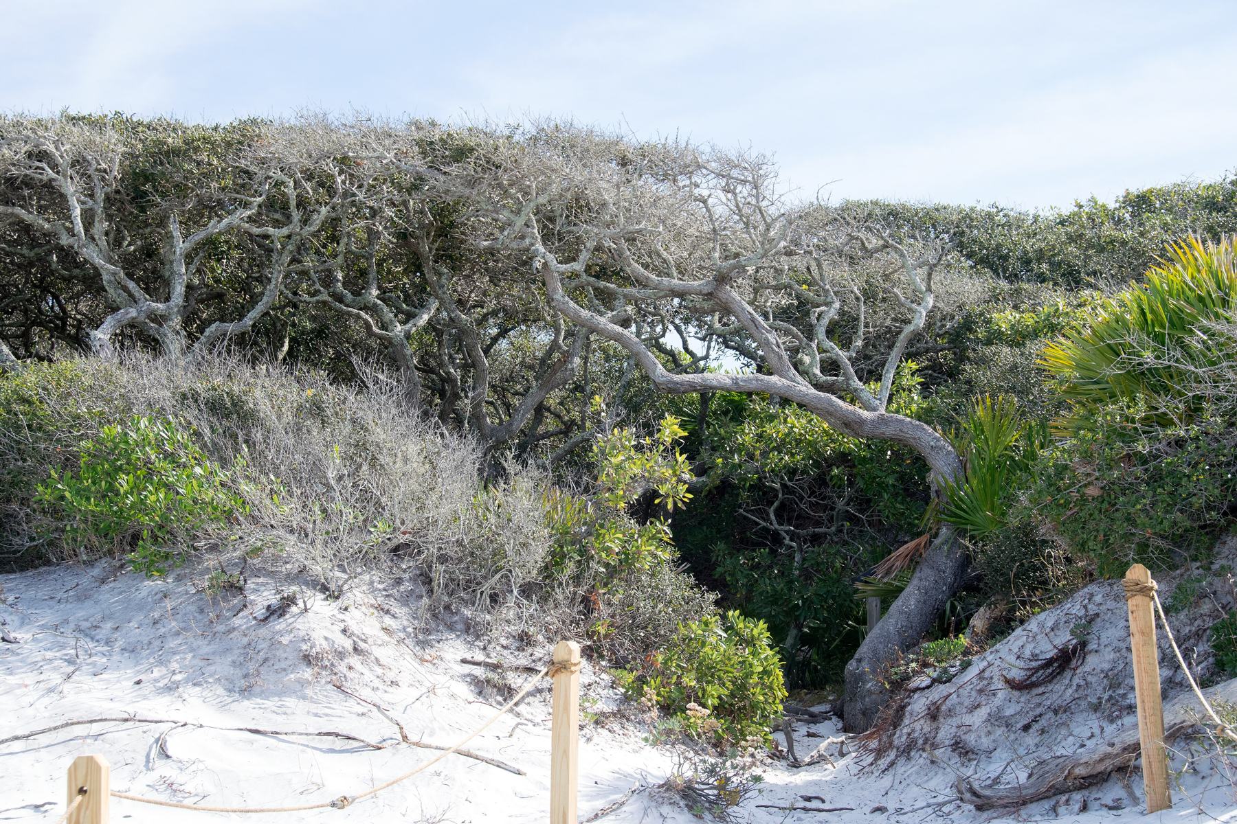 Boardwalk across the dunes at Grayton Beach State Park