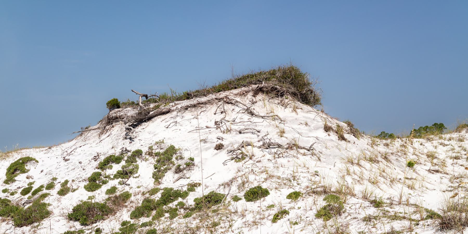 Sea oats on the dunes at Topsail Hill Preserve State Park